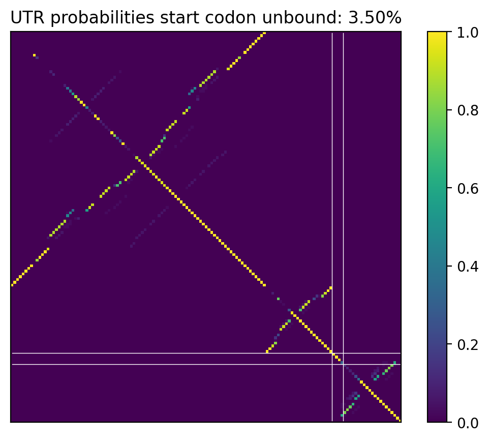 Heatmap of base pair probabilities for computational NUPACK foldings of the 5prime UTR that leave the start codon unbound