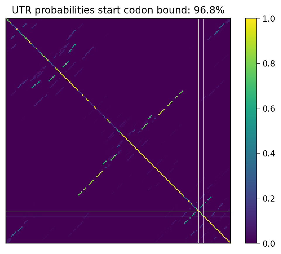 Heatmap of base pair probabilities for computational NUPACK foldings of the 5prime UTR that leave the start codon bound