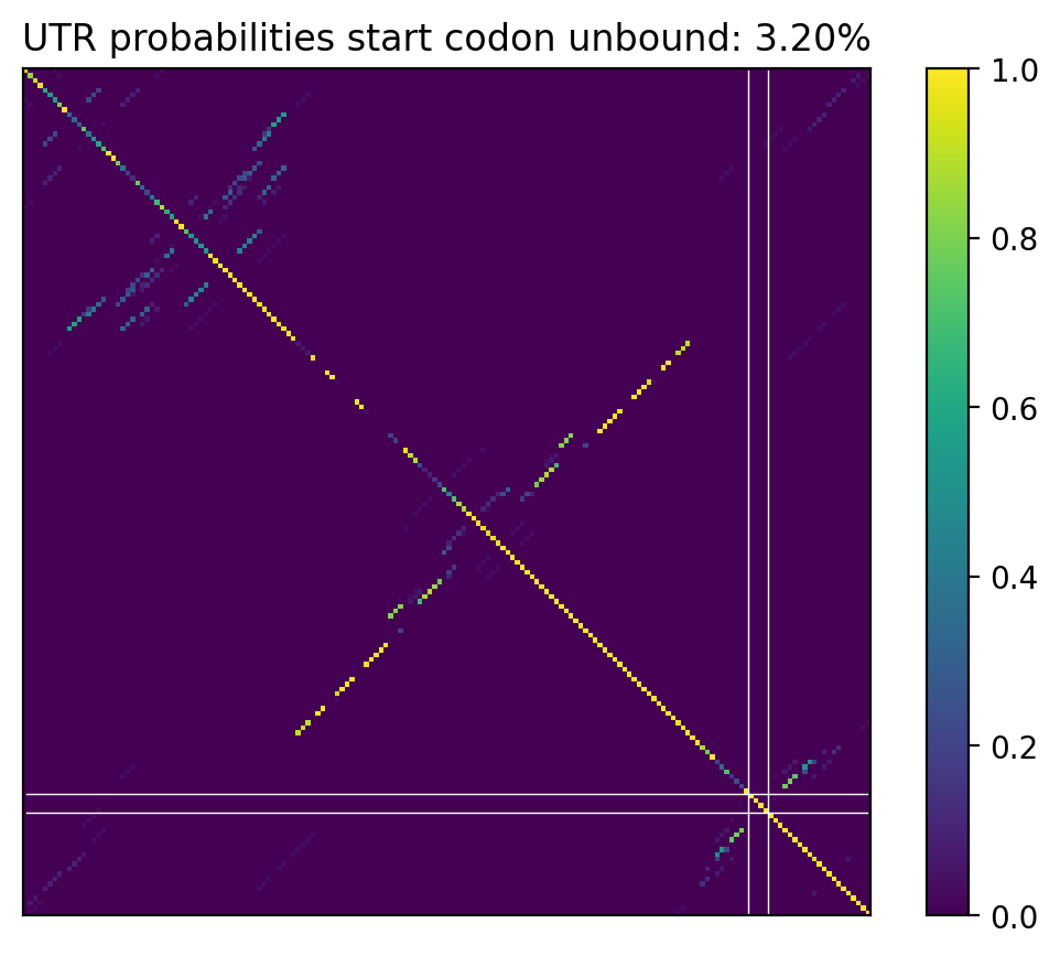 Heatmap of base pair probabilities for computational NUPACK foldings of the 5prime UTR that leave the start codon unbound