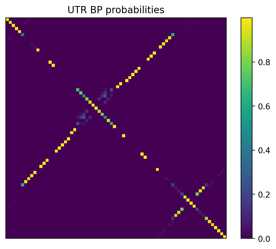 Heatmap of base pair probabilities for 1000 computational NUPACK foldings of the 5prime UTR