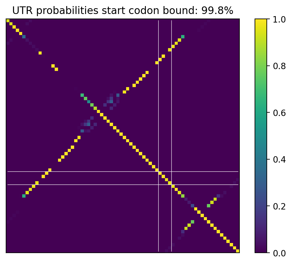 Heatmap of base pair probabilities for computational NUPACK foldings of the 5prime UTR that leave the start codon bound