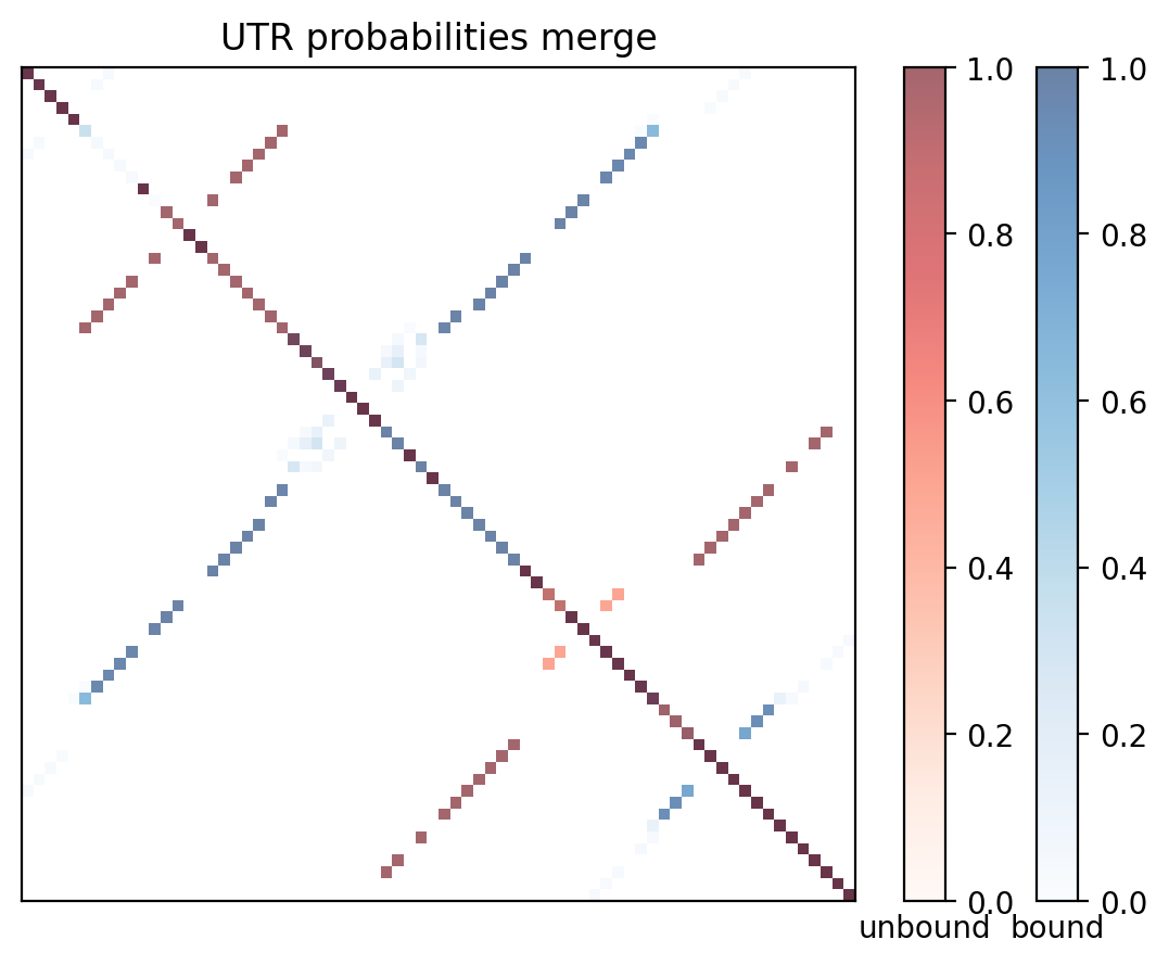 Heatmap of base pair probabilities for computational NUPACK foldings of the 5prime UTR with the bound and unbound conformers overlaid