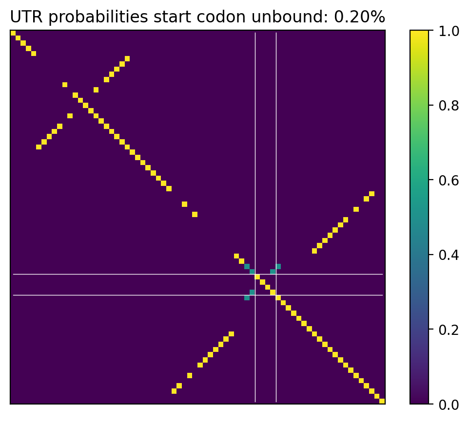 Heatmap of base pair probabilities for computational NUPACK foldings of the 5prime UTR that leave the start codon unbound