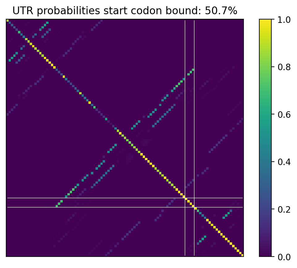 Heatmap of base pair probabilities for computational NUPACK foldings of the 5prime UTR that leave the start codon bound