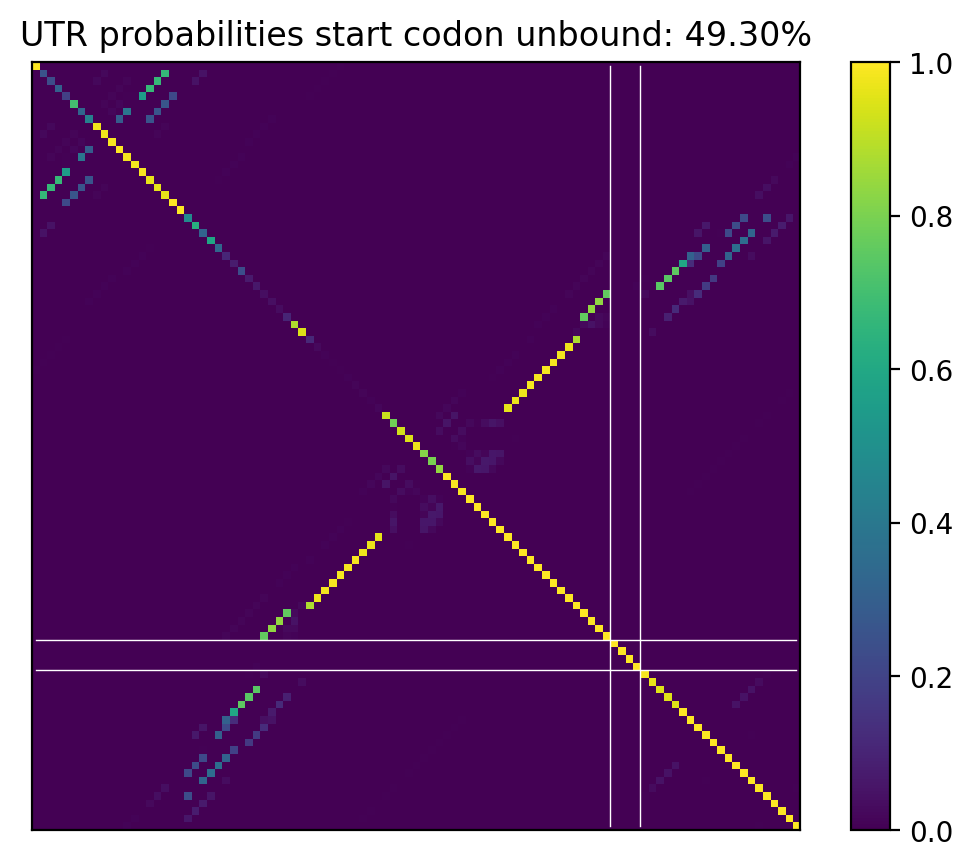 Heatmap of base pair probabilities for computational NUPACK foldings of the 5prime UTR that leave the start codon unbound