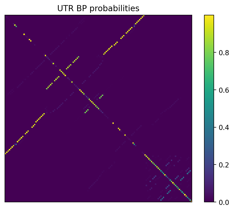 Heatmap of base pair probabilities for 1000 computational NUPACK foldings of the 5prime UTR
