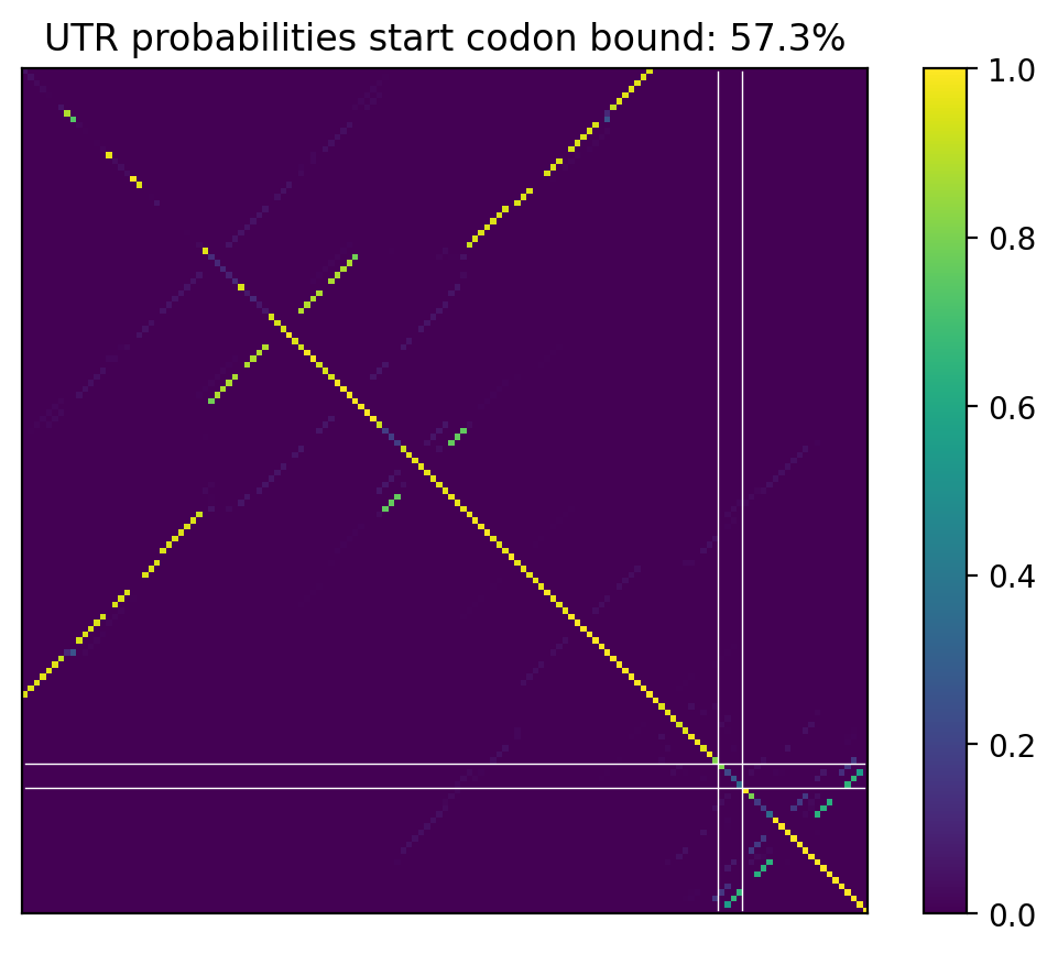 Heatmap of base pair probabilities for computational NUPACK foldings of the 5prime UTR that leave the start codon bound