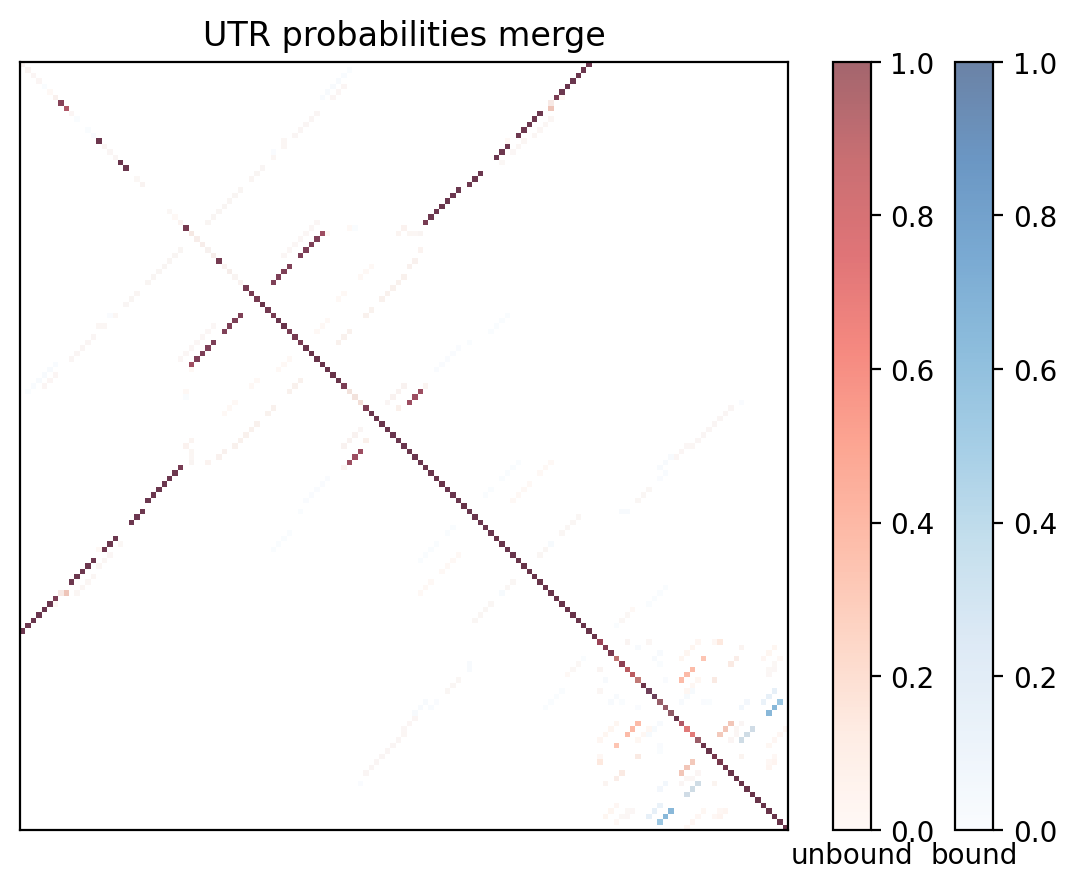 Heatmap of base pair probabilities for computational NUPACK foldings of the 5prime UTR with the bound and unbound conformers overlaid