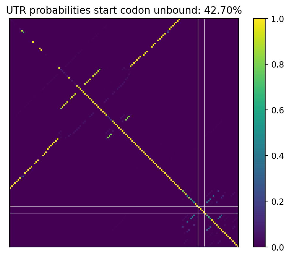 Heatmap of base pair probabilities for computational NUPACK foldings of the 5prime UTR that leave the start codon unbound