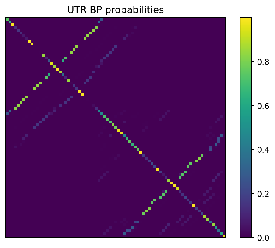 Heatmap of base pair probabilities for 1000 computational NUPACK foldings of the 5prime UTR
