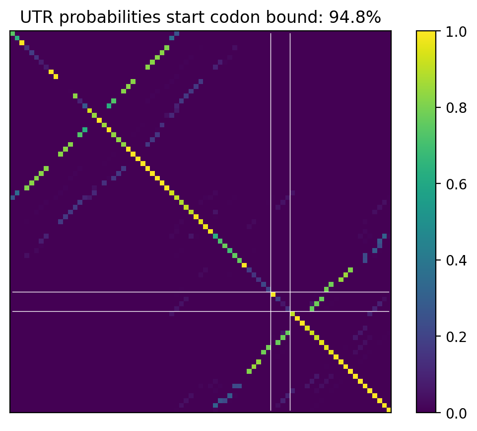 Heatmap of base pair probabilities for computational NUPACK foldings of the 5prime UTR that leave the start codon bound