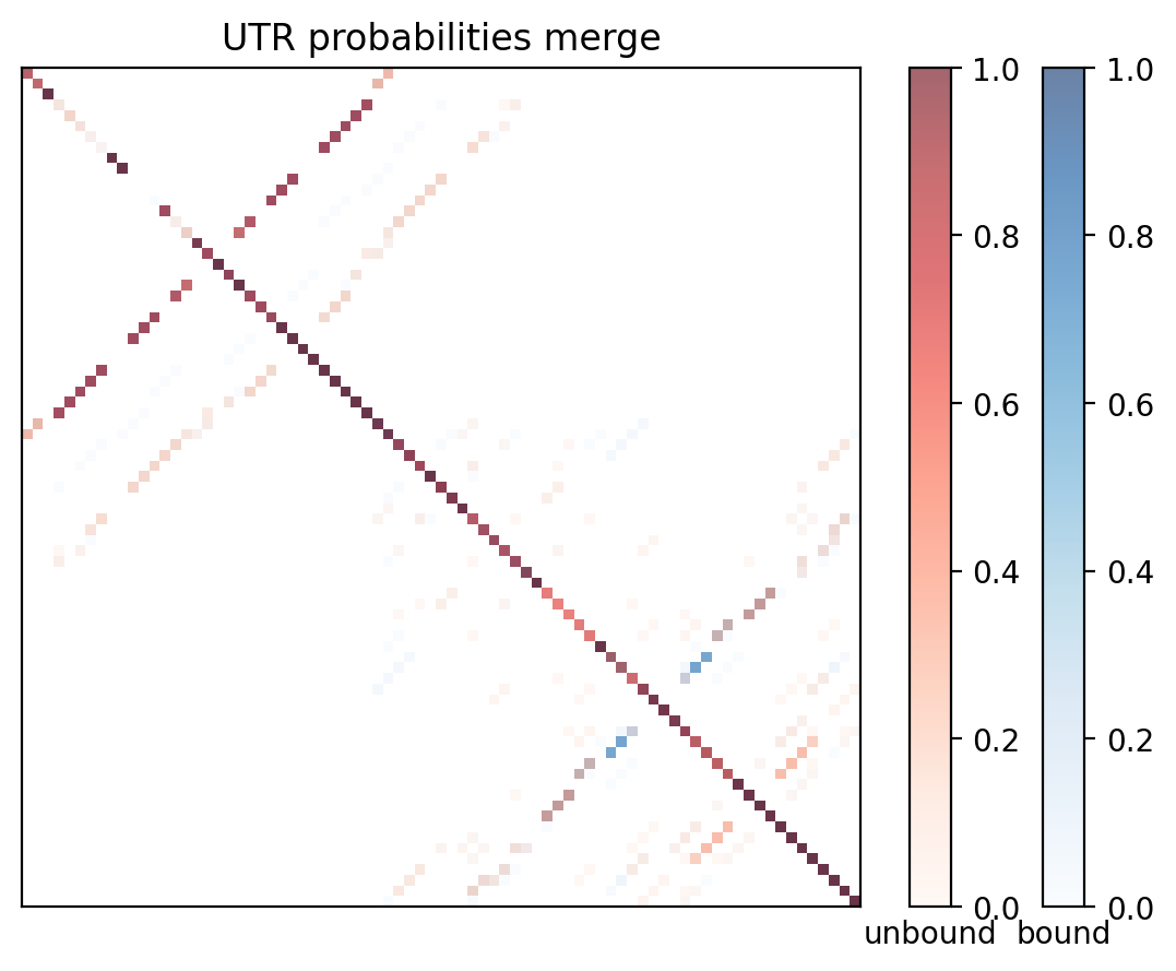 Heatmap of base pair probabilities for computational NUPACK foldings of the 5prime UTR with the bound and unbound conformers overlaid