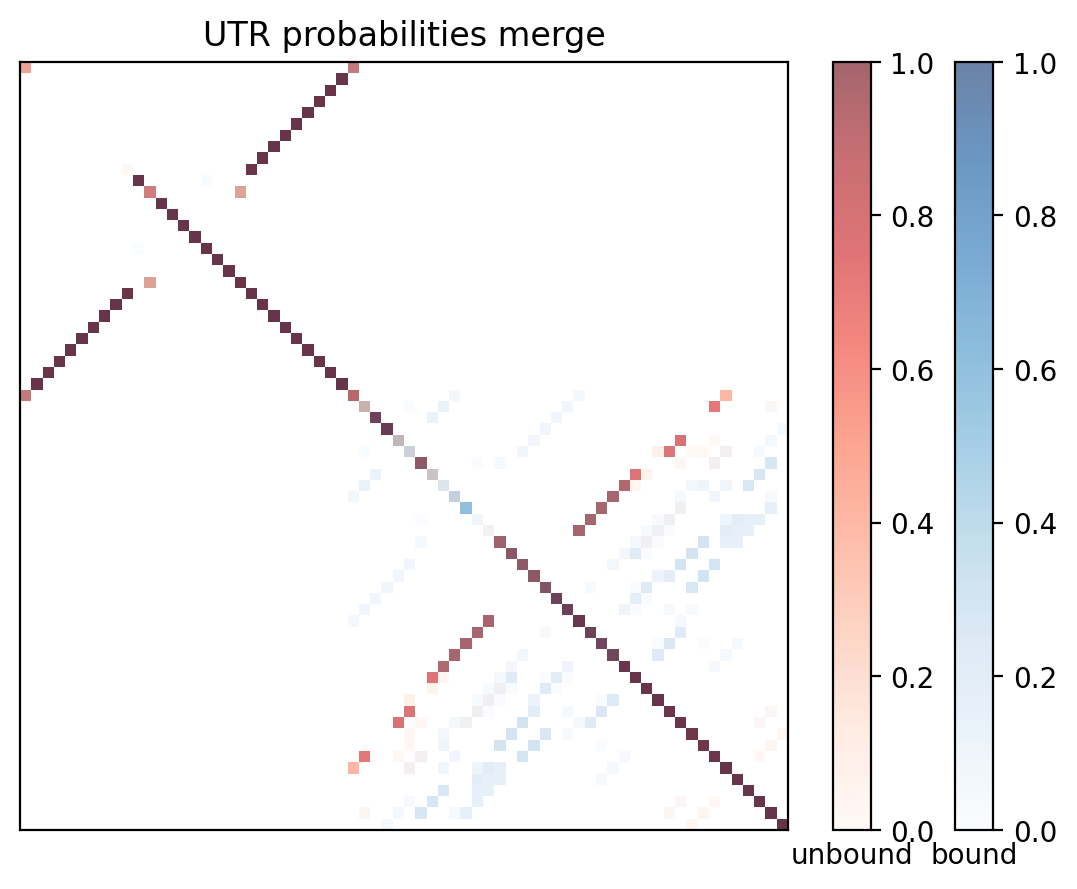Heatmap of base pair probabilities for computational NUPACK foldings of the 5prime UTR with the bound and unbound conformers overlaid
