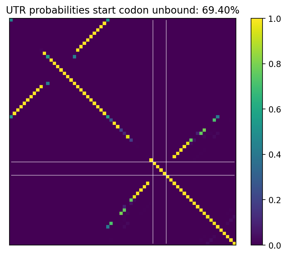 Heatmap of base pair probabilities for computational NUPACK foldings of the 5prime UTR that leave the start codon unbound