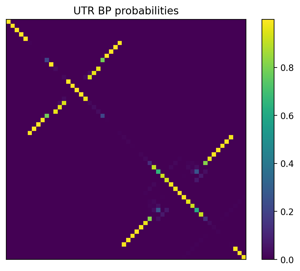 Heatmap of base pair probabilities for 1000 computational NUPACK foldings of the 5prime UTR