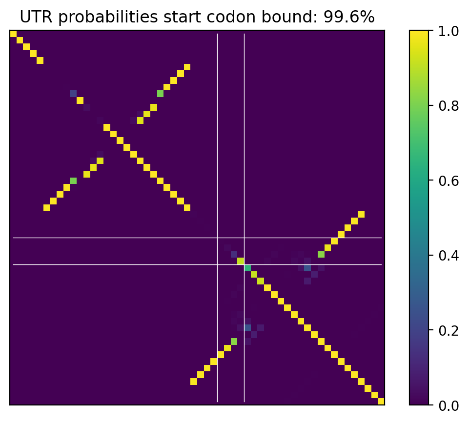 Heatmap of base pair probabilities for computational NUPACK foldings of the 5prime UTR that leave the start codon bound