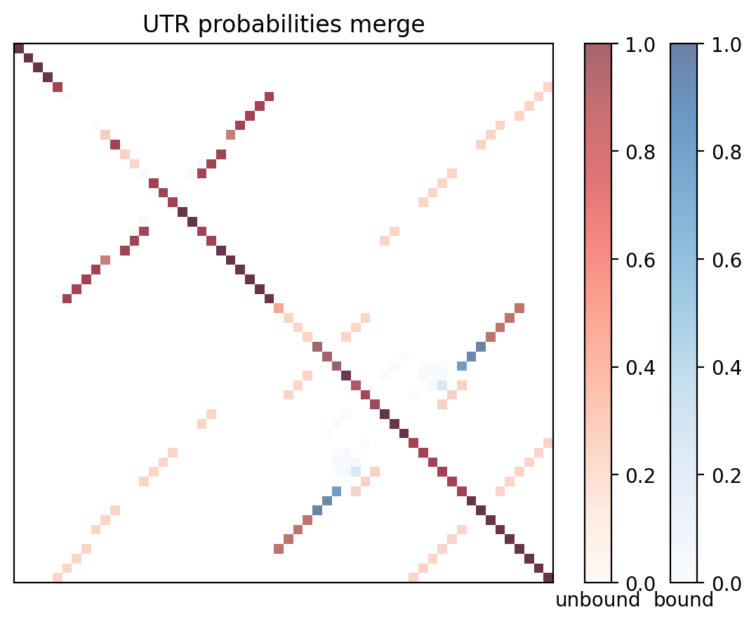 Heatmap of base pair probabilities for computational NUPACK foldings of the 5prime UTR with the bound and unbound conformers overlaid
