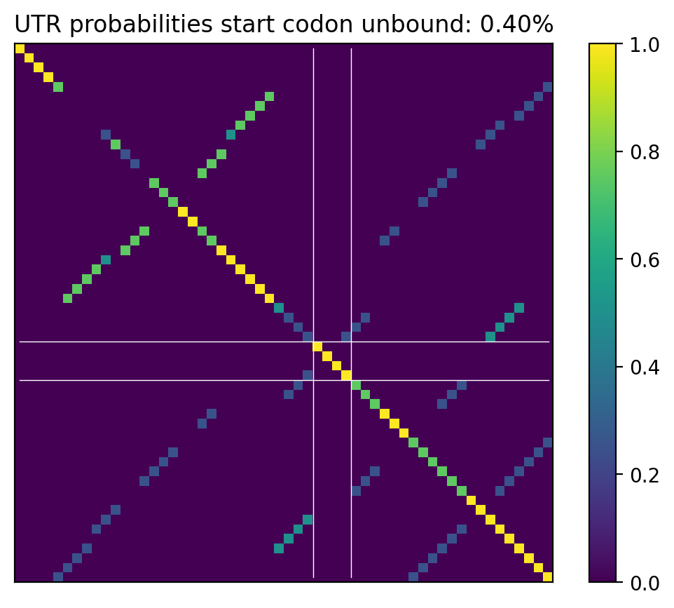 Heatmap of base pair probabilities for computational NUPACK foldings of the 5prime UTR that leave the start codon unbound