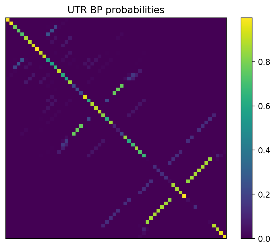 Heatmap of base pair probabilities for 1000 computational NUPACK foldings of the 5prime UTR