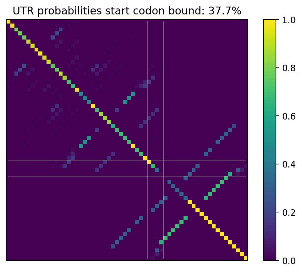 Heatmap of base pair probabilities for computational NUPACK foldings of the 5prime UTR that leave the start codon bound