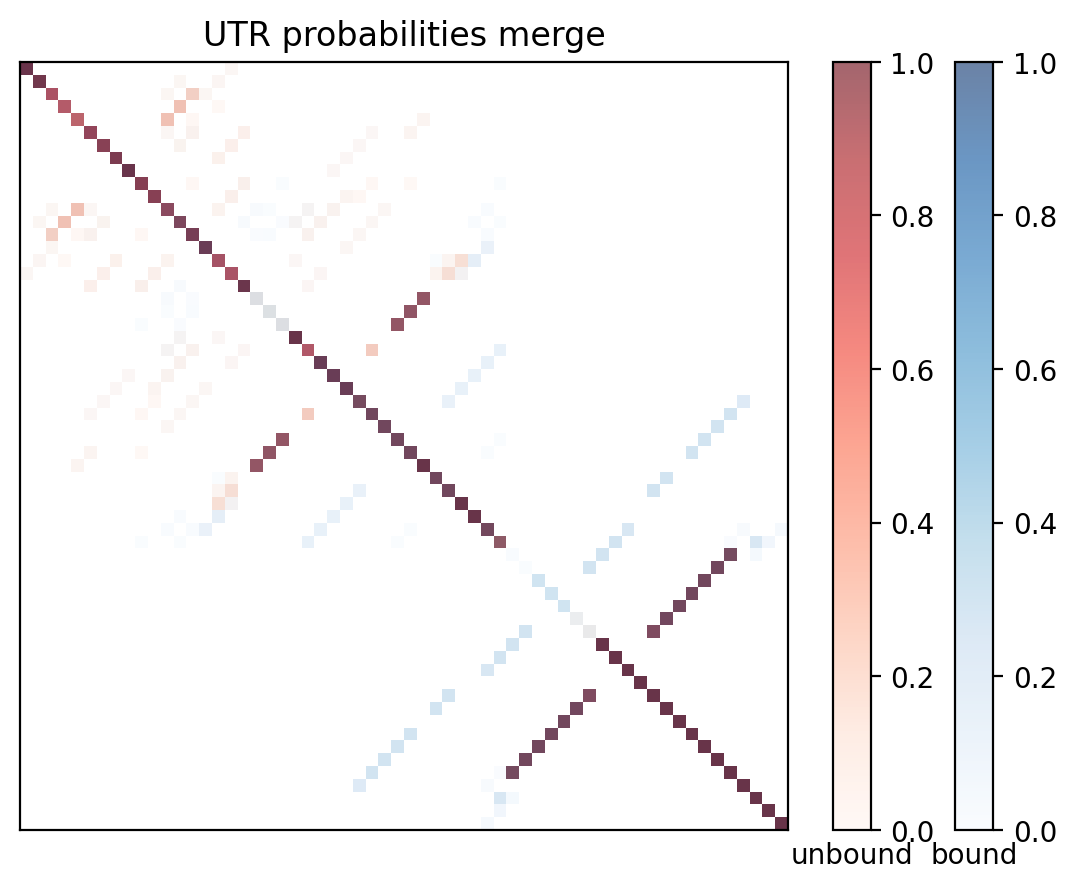 Heatmap of base pair probabilities for computational NUPACK foldings of the 5prime UTR with the bound and unbound conformers overlaid