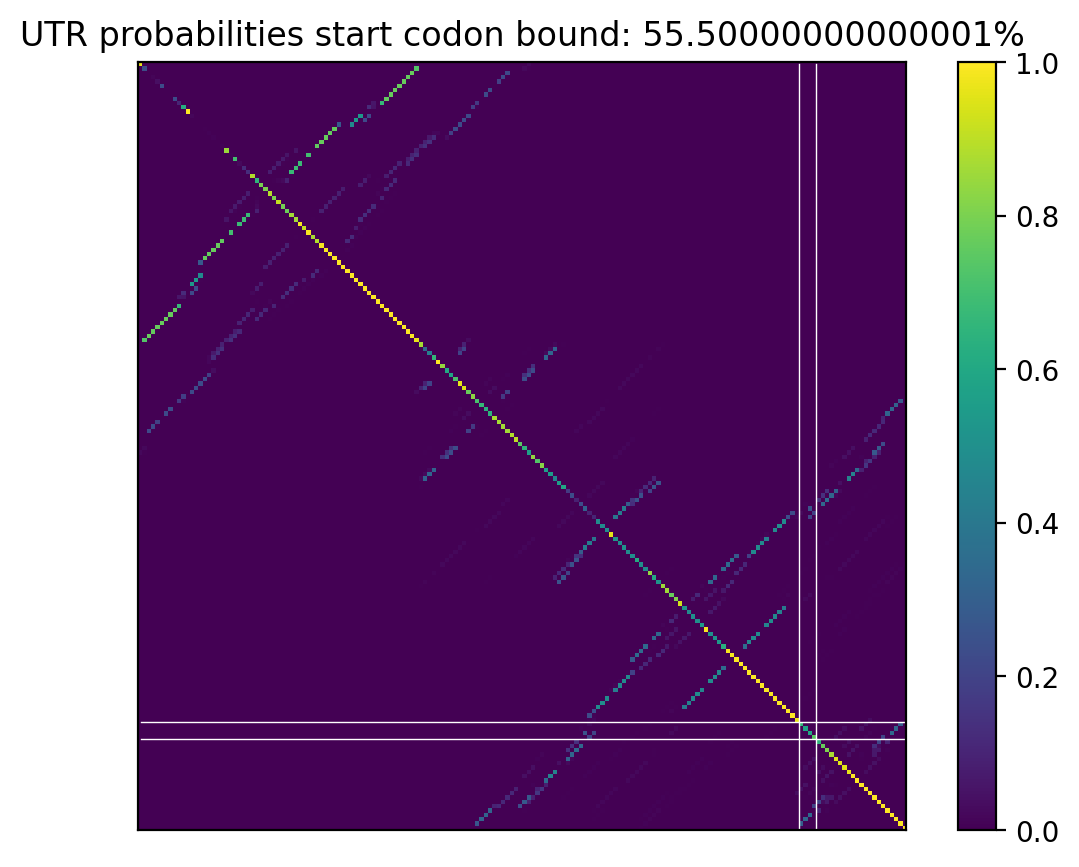 Heatmap of base pair probabilities for computational NUPACK foldings of the 5prime UTR that leave the start codon bound