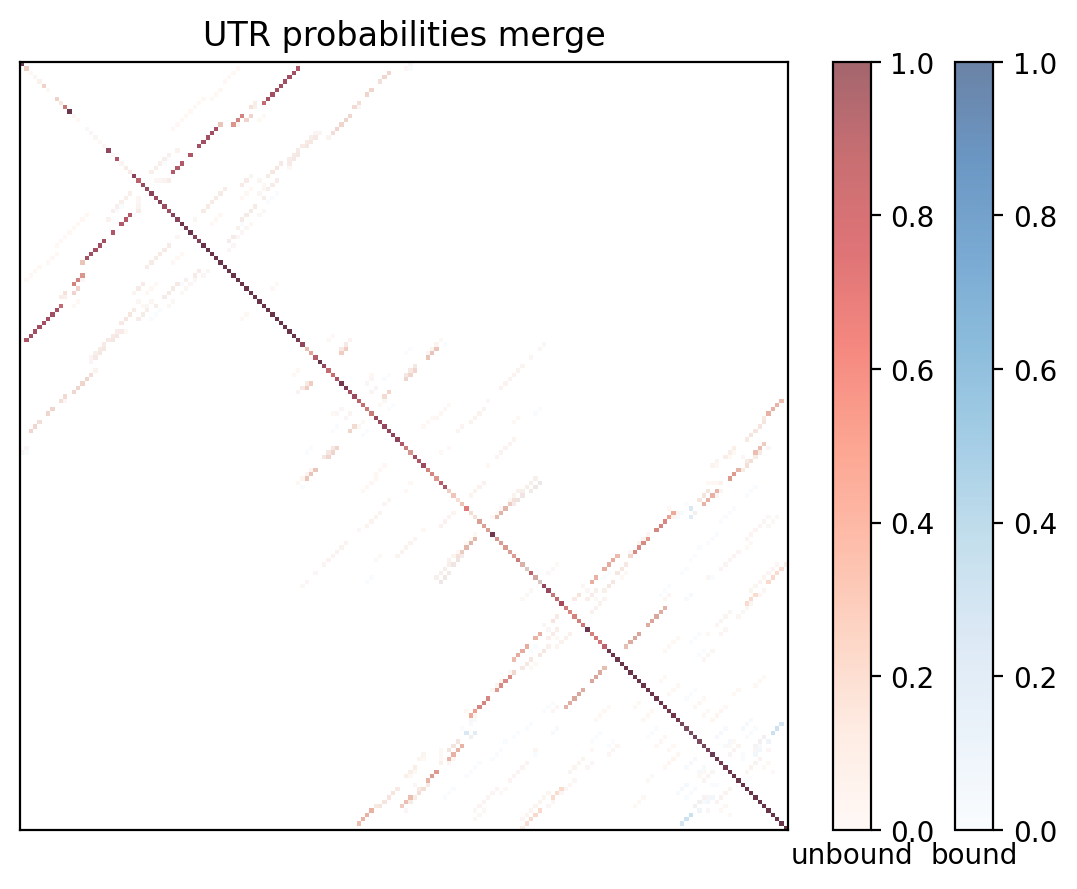Heatmap of base pair probabilities for computational NUPACK foldings of the 5prime UTR with the bound and unbound conformers overlaid