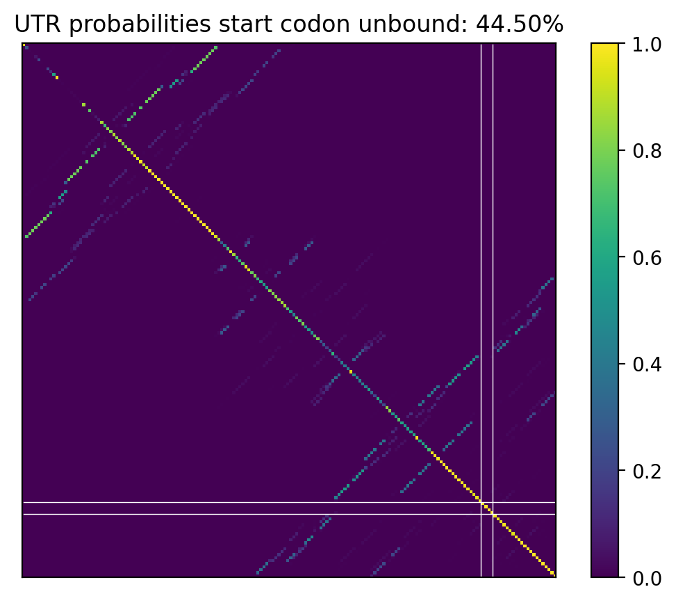 Heatmap of base pair probabilities for computational NUPACK foldings of the 5prime UTR that leave the start codon unbound