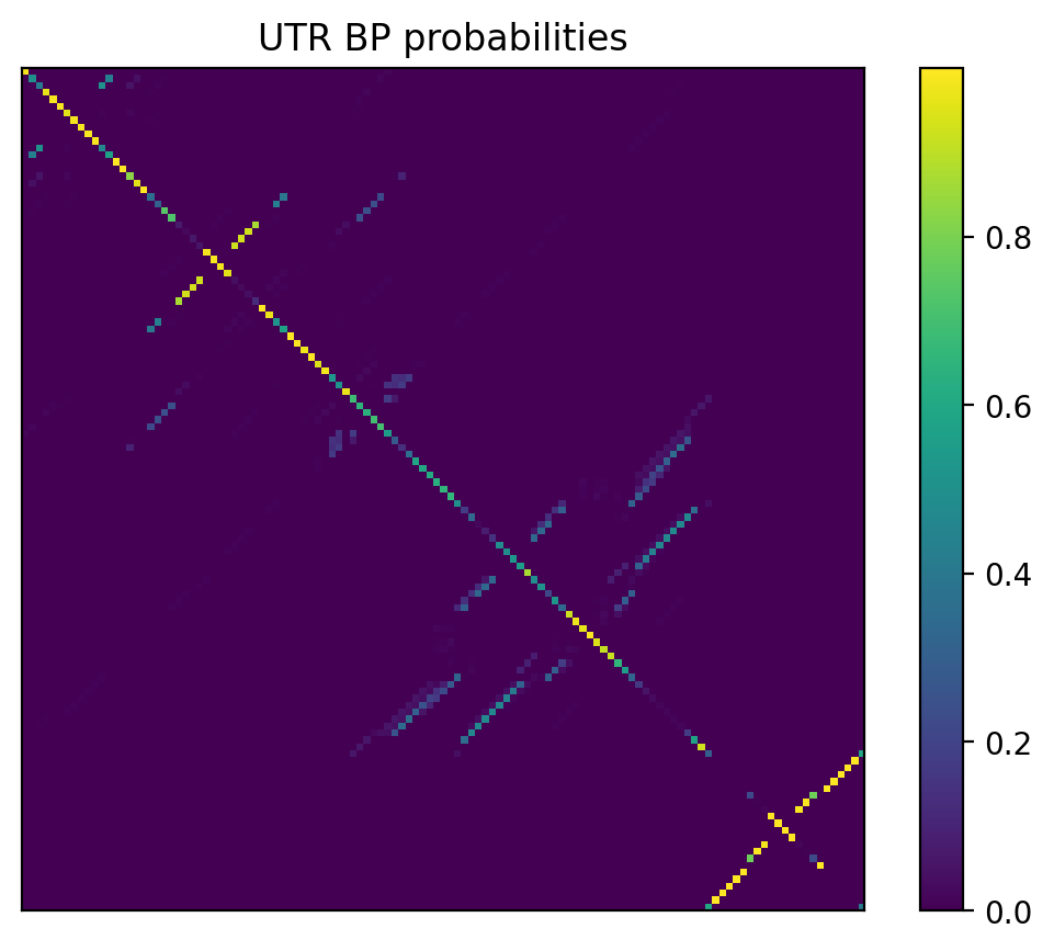 Heatmap of base pair probabilities for 1000 computational NUPACK foldings of the 5prime UTR