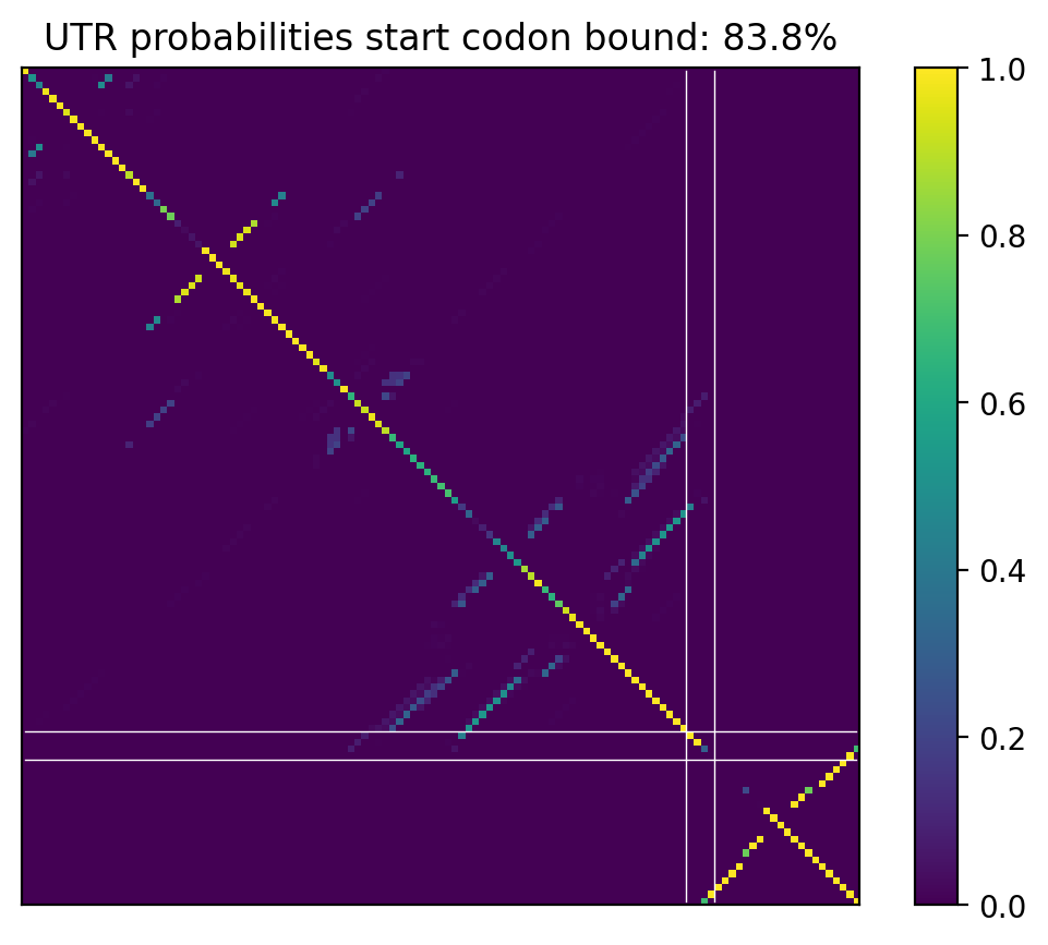 Heatmap of base pair probabilities for computational NUPACK foldings of the 5prime UTR that leave the start codon bound