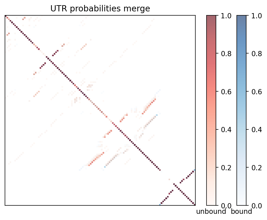 Heatmap of base pair probabilities for computational NUPACK foldings of the 5prime UTR with the bound and unbound conformers overlaid