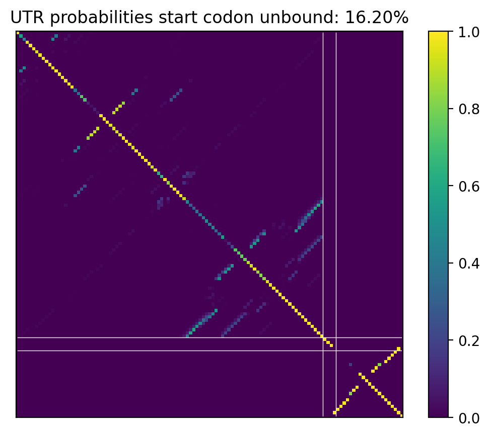 Heatmap of base pair probabilities for computational NUPACK foldings of the 5prime UTR that leave the start codon unbound