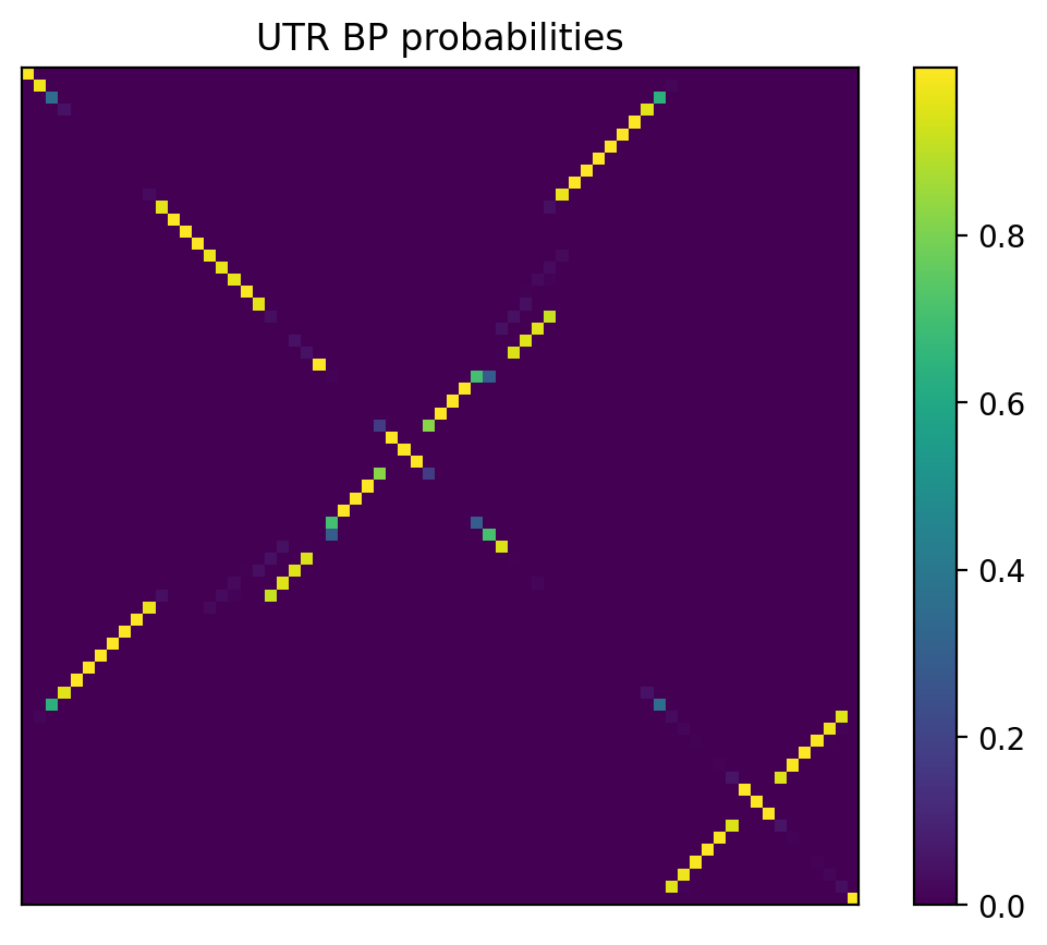 Heatmap of base pair probabilities for 1000 computational NUPACK foldings of the 5prime UTR