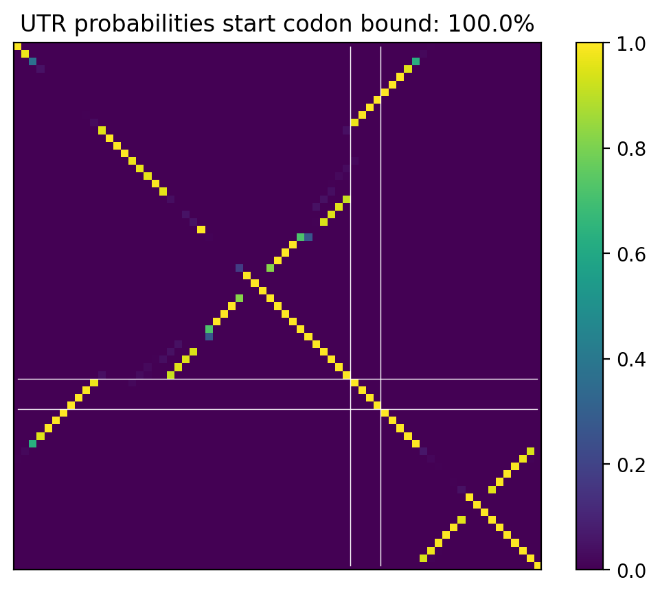 Heatmap of base pair probabilities for computational NUPACK foldings of the 5prime UTR that leave the start codon bound