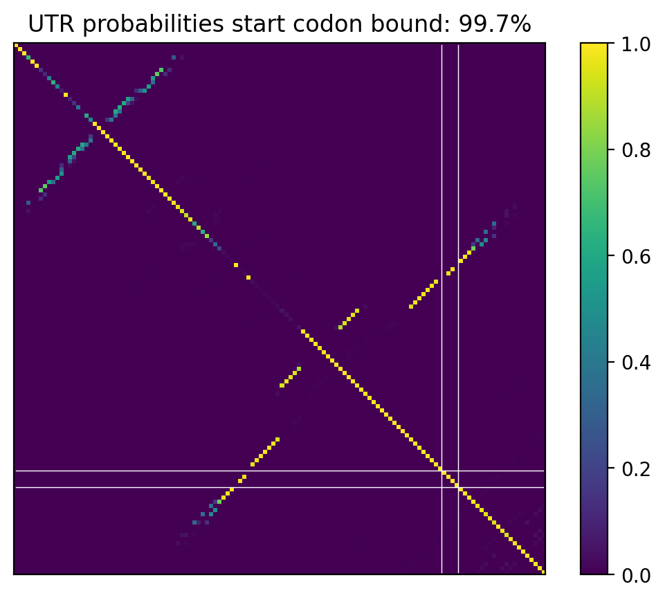 Heatmap of base pair probabilities for computational NUPACK foldings of the 5prime UTR that leave the start codon bound