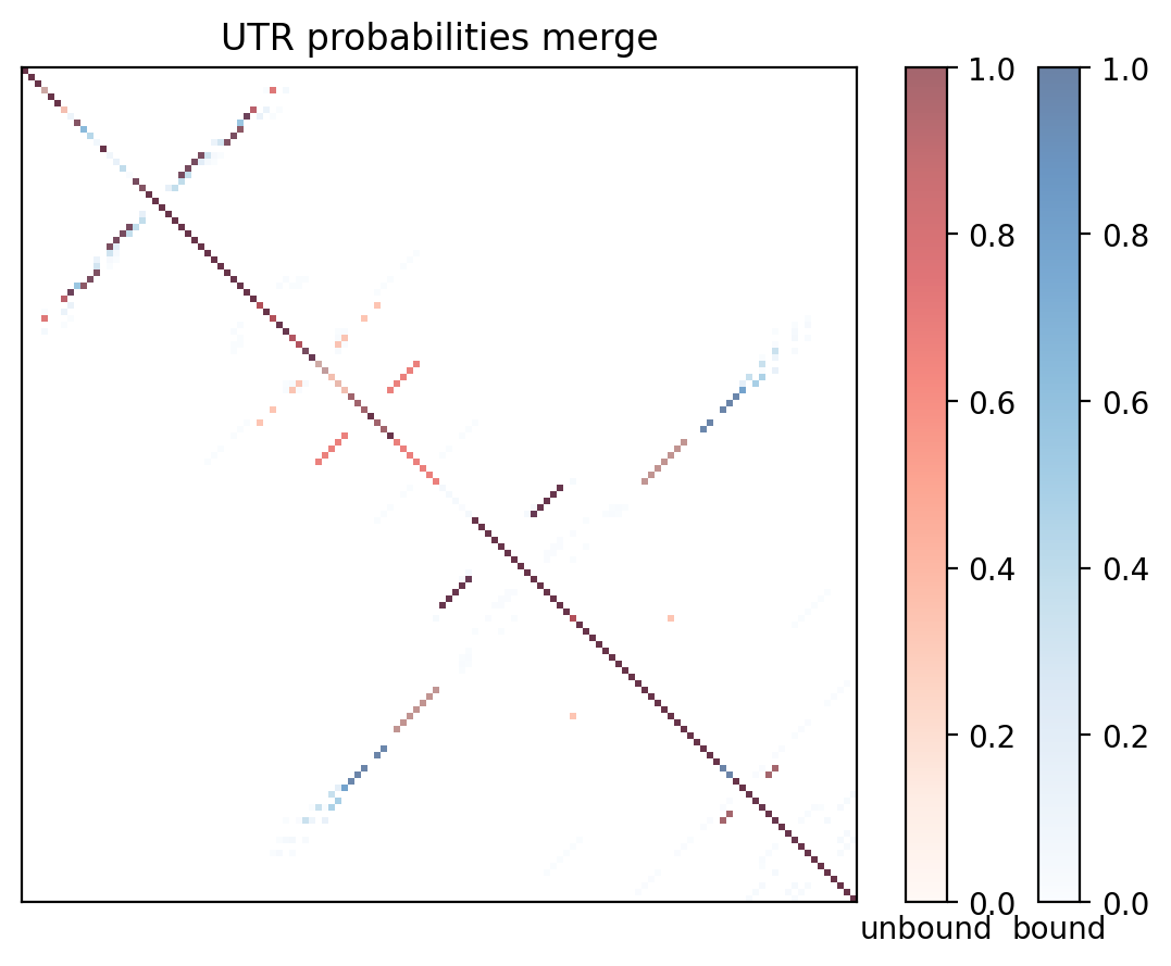 Heatmap of base pair probabilities for computational NUPACK foldings of the 5prime UTR with the bound and unbound conformers overlaid