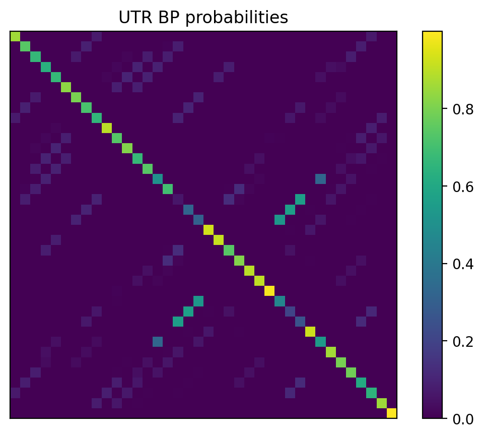 Heatmap of base pair probabilities for 1000 computational NUPACK foldings of the 5prime UTR