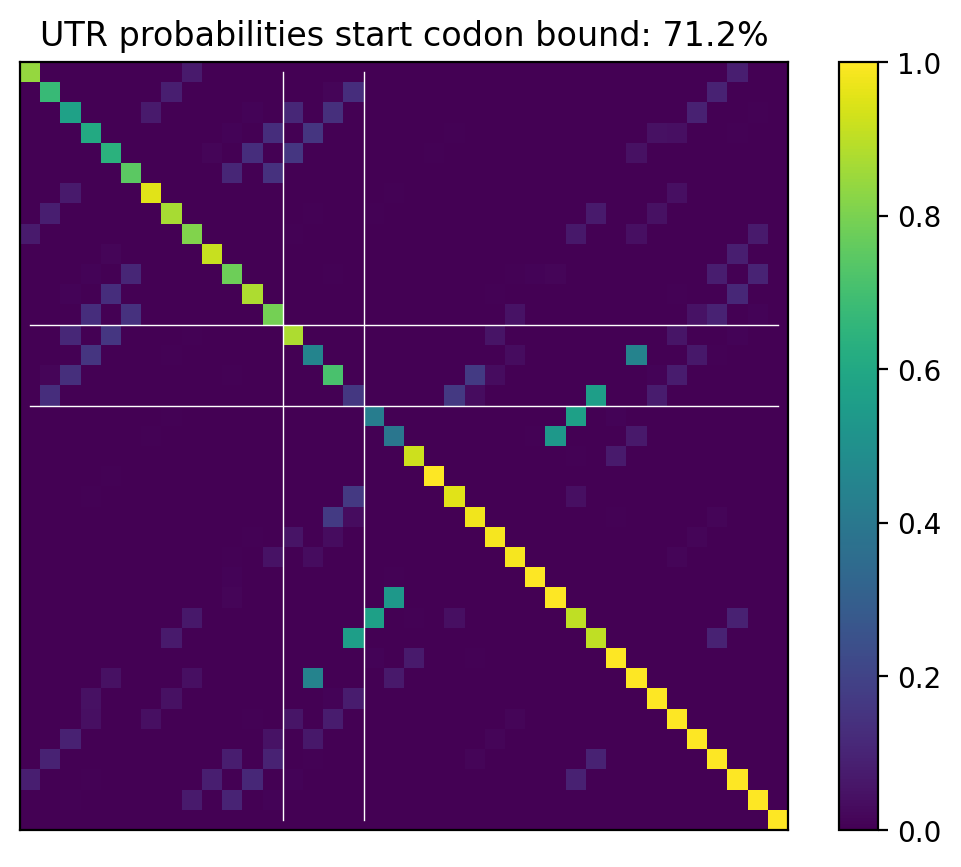 Heatmap of base pair probabilities for computational NUPACK foldings of the 5prime UTR that leave the start codon bound
