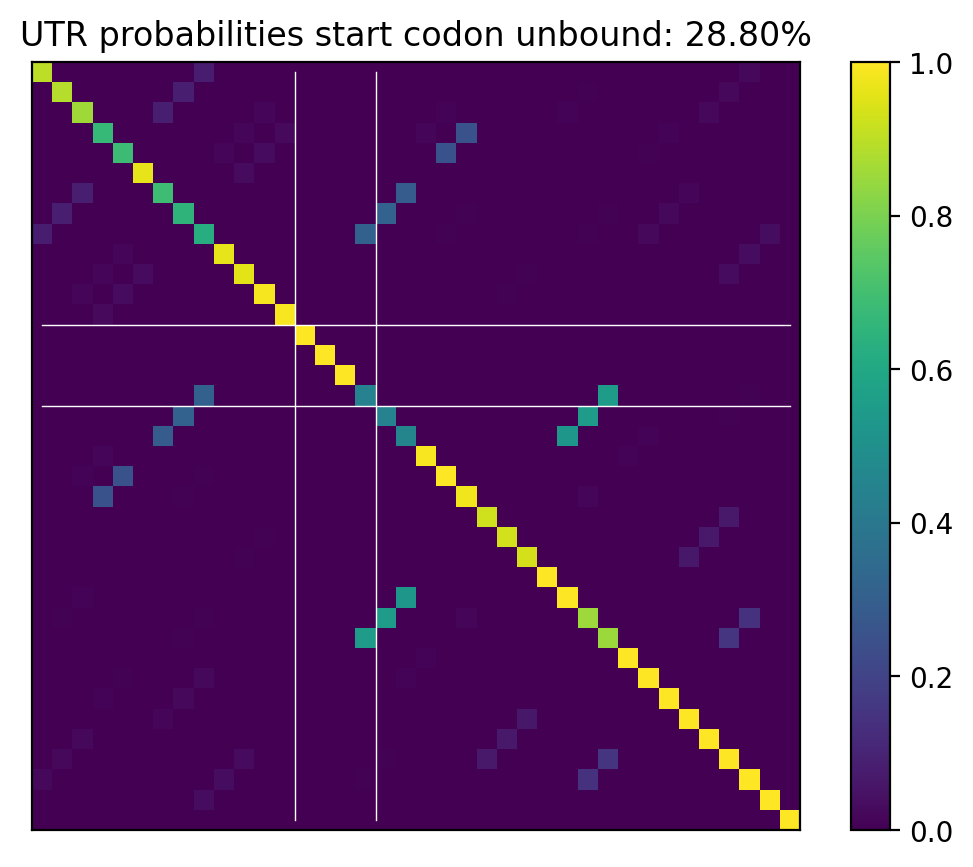 Heatmap of base pair probabilities for computational NUPACK foldings of the 5prime UTR that leave the start codon unbound