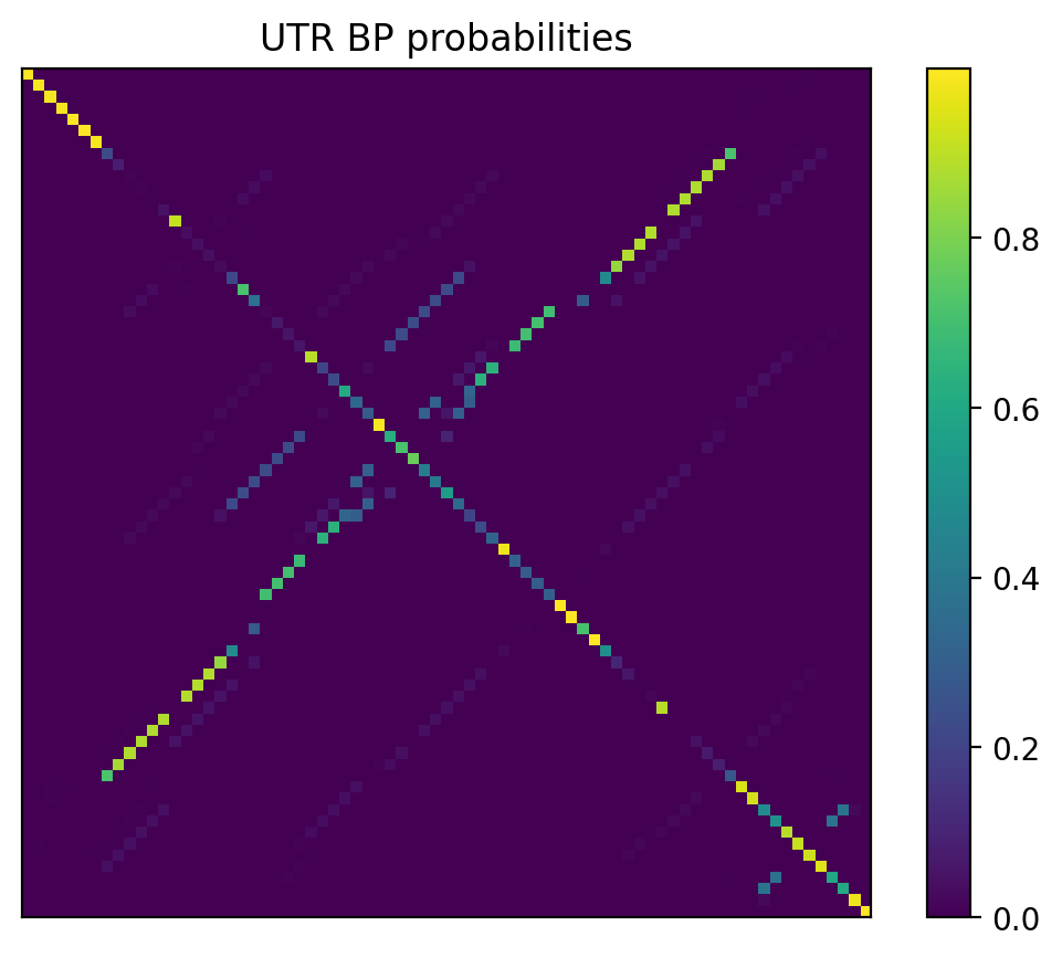 Heatmap of base pair probabilities for 1000 computational NUPACK foldings of the 5prime UTR
