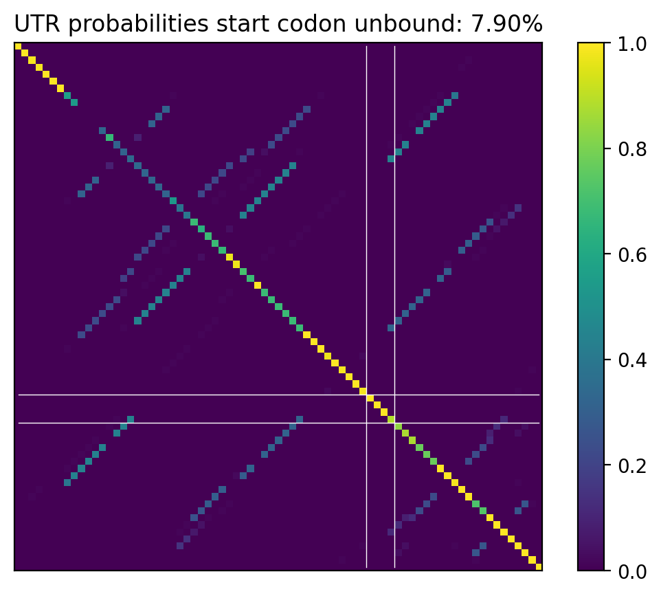 Heatmap of base pair probabilities for computational NUPACK foldings of the 5prime UTR that leave the start codon unbound