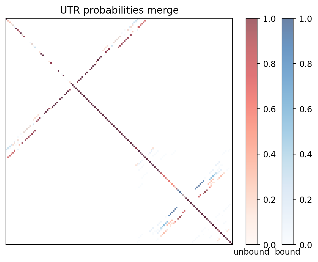 Heatmap of base pair probabilities for computational NUPACK foldings of the 5prime UTR with the bound and unbound conformers overlaid