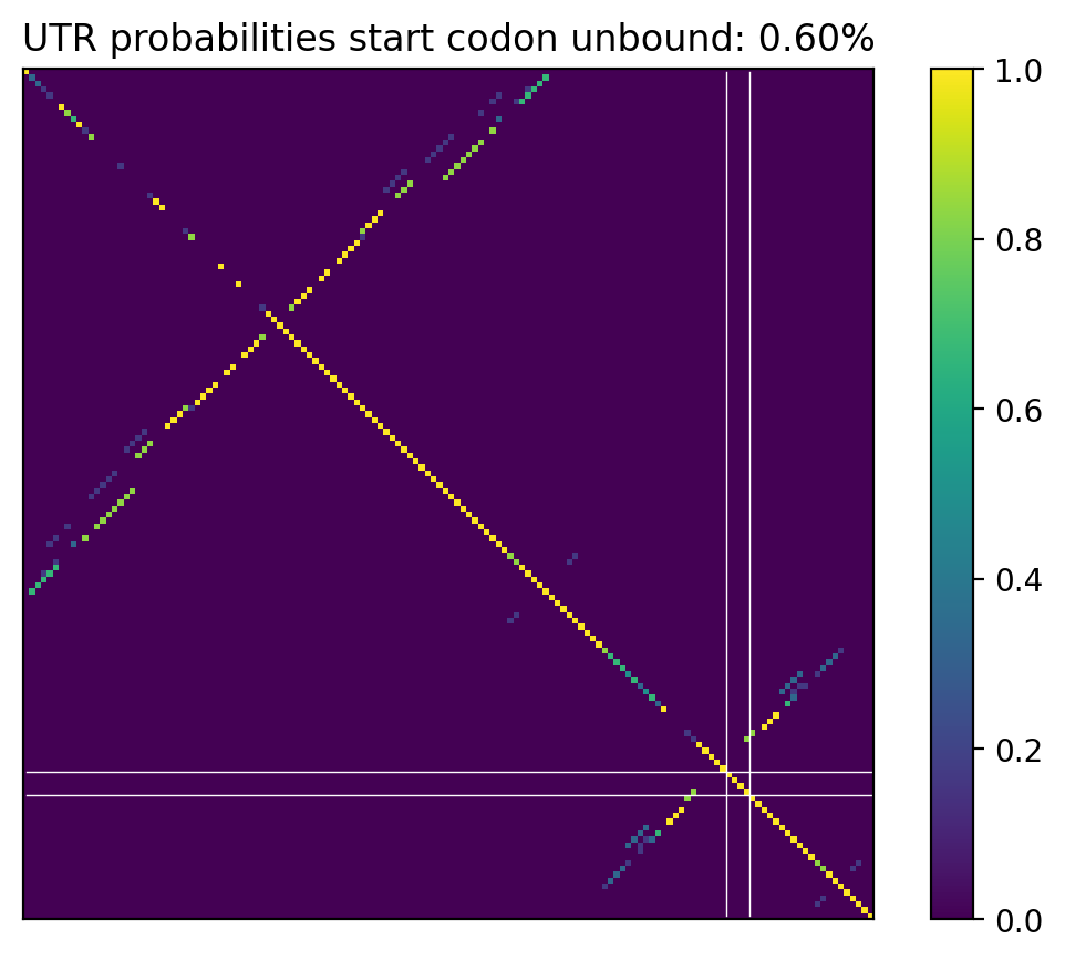 Heatmap of base pair probabilities for computational NUPACK foldings of the 5prime UTR that leave the start codon unbound