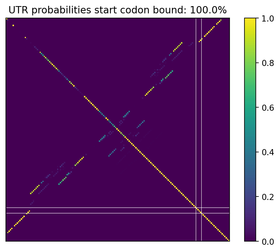 Heatmap of base pair probabilities for computational NUPACK foldings of the 5prime UTR that leave the start codon bound