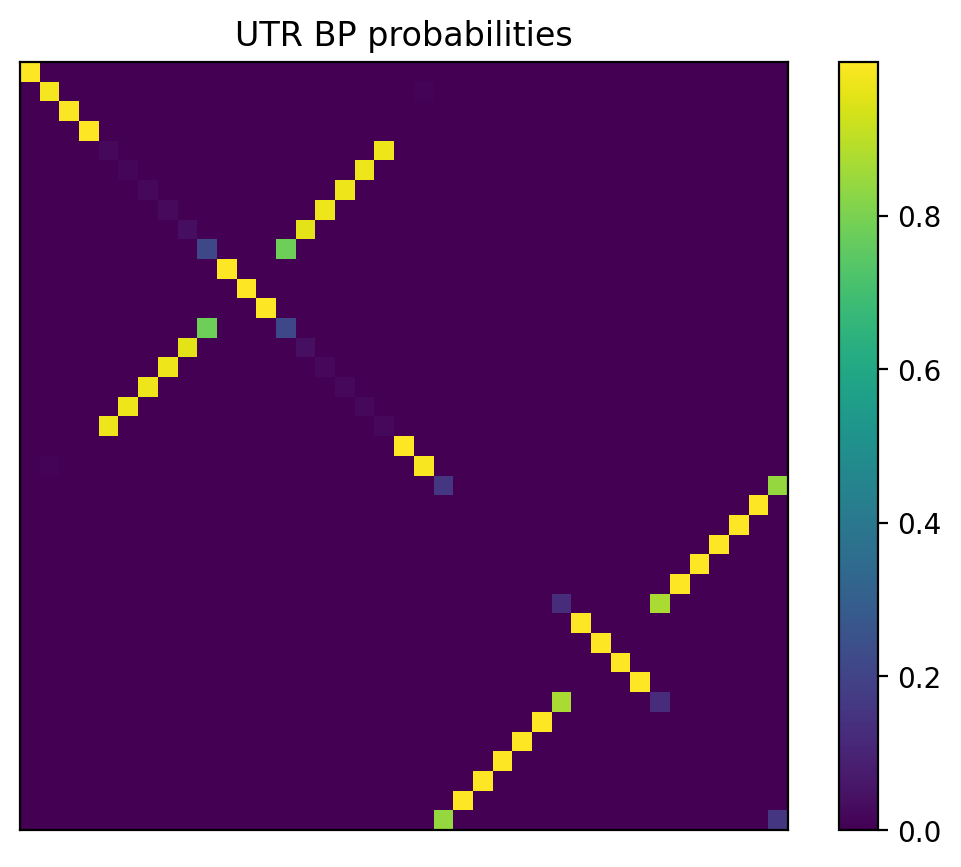 Heatmap of base pair probabilities for 1000 computational NUPACK foldings of the 5prime UTR