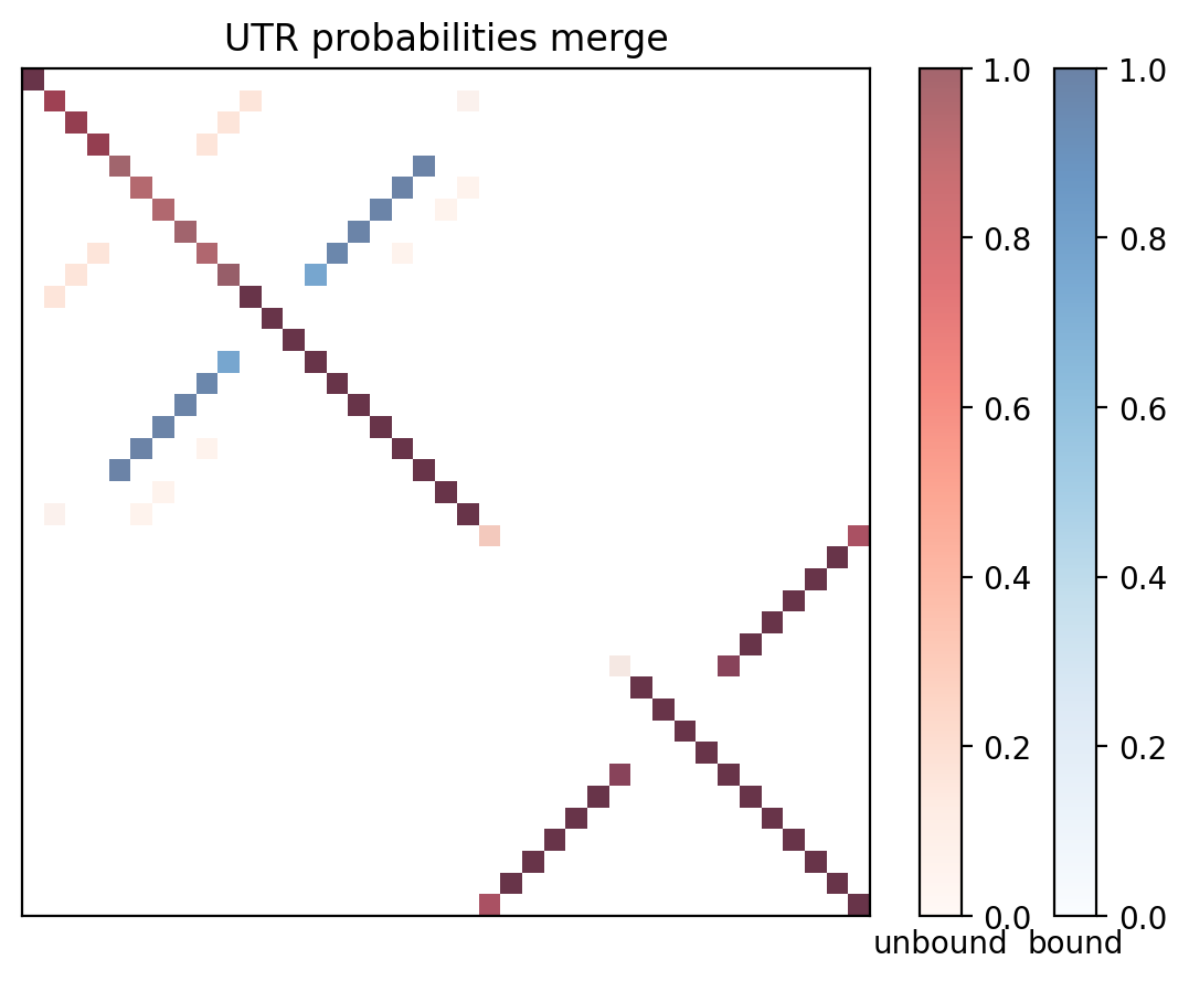 Heatmap of base pair probabilities for computational NUPACK foldings of the 5prime UTR with the bound and unbound conformers overlaid