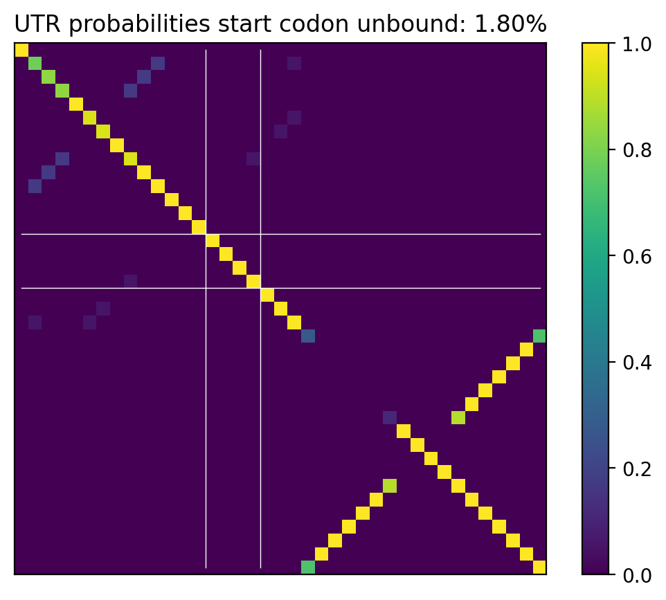 Heatmap of base pair probabilities for computational NUPACK foldings of the 5prime UTR that leave the start codon unbound