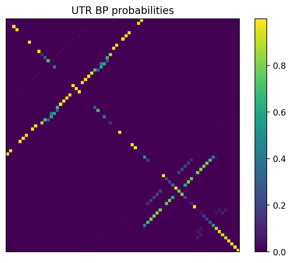 Heatmap of base pair probabilities for 1000 computational NUPACK foldings of the 5prime UTR