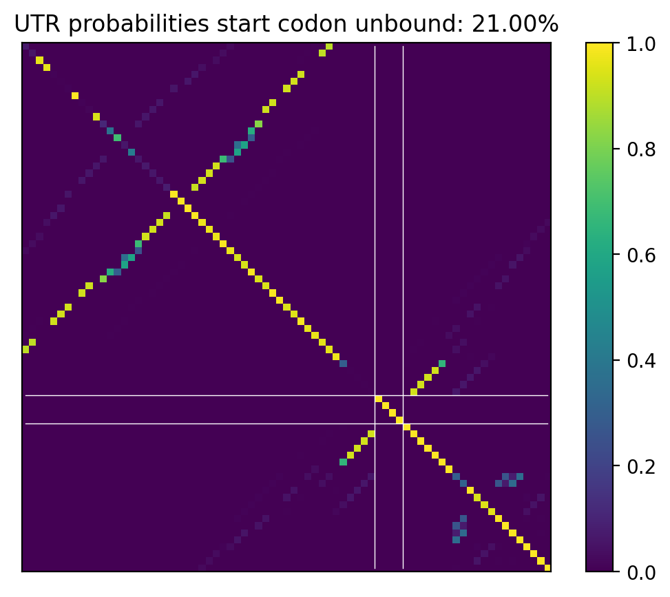 Heatmap of base pair probabilities for computational NUPACK foldings of the 5prime UTR that leave the start codon unbound
