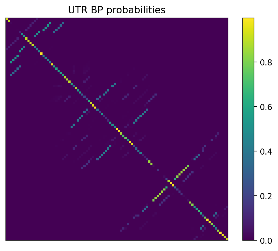 Heatmap of base pair probabilities for 1000 computational NUPACK foldings of the 5prime UTR